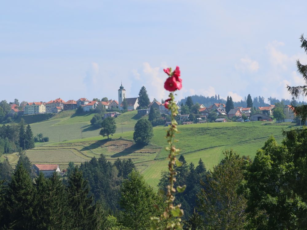 Blick Richtung Wald