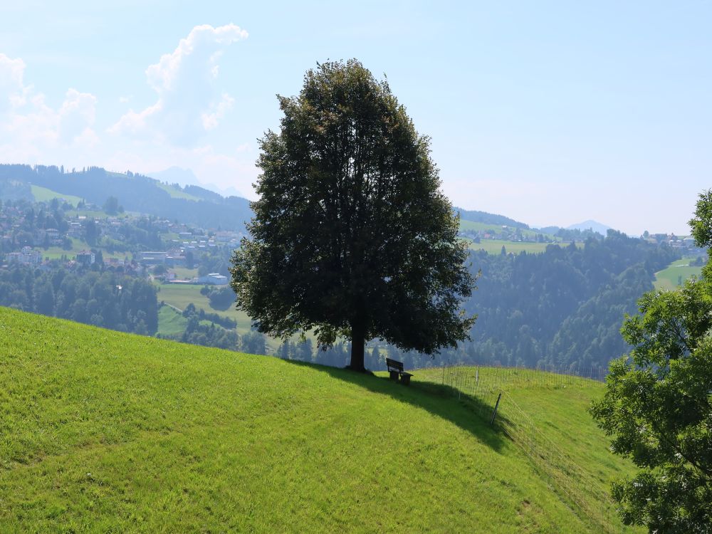 Sitzbank im Schatten des Baumes