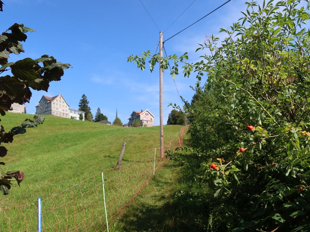 Pfad zwischen Weide und Sträuchern