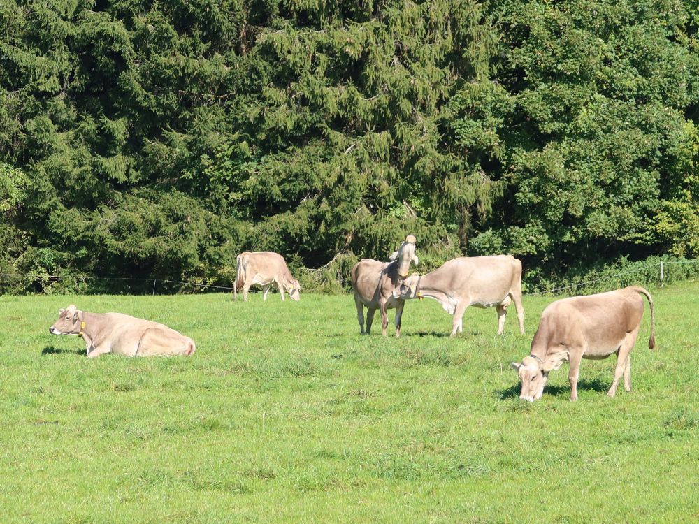 glückliche Kühe