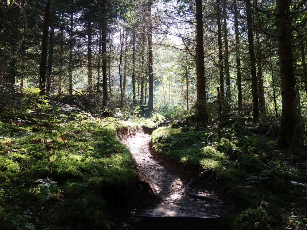 Waldpfad