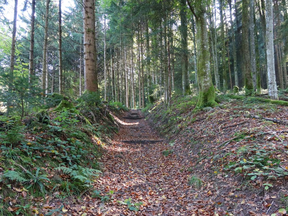 Waldweg