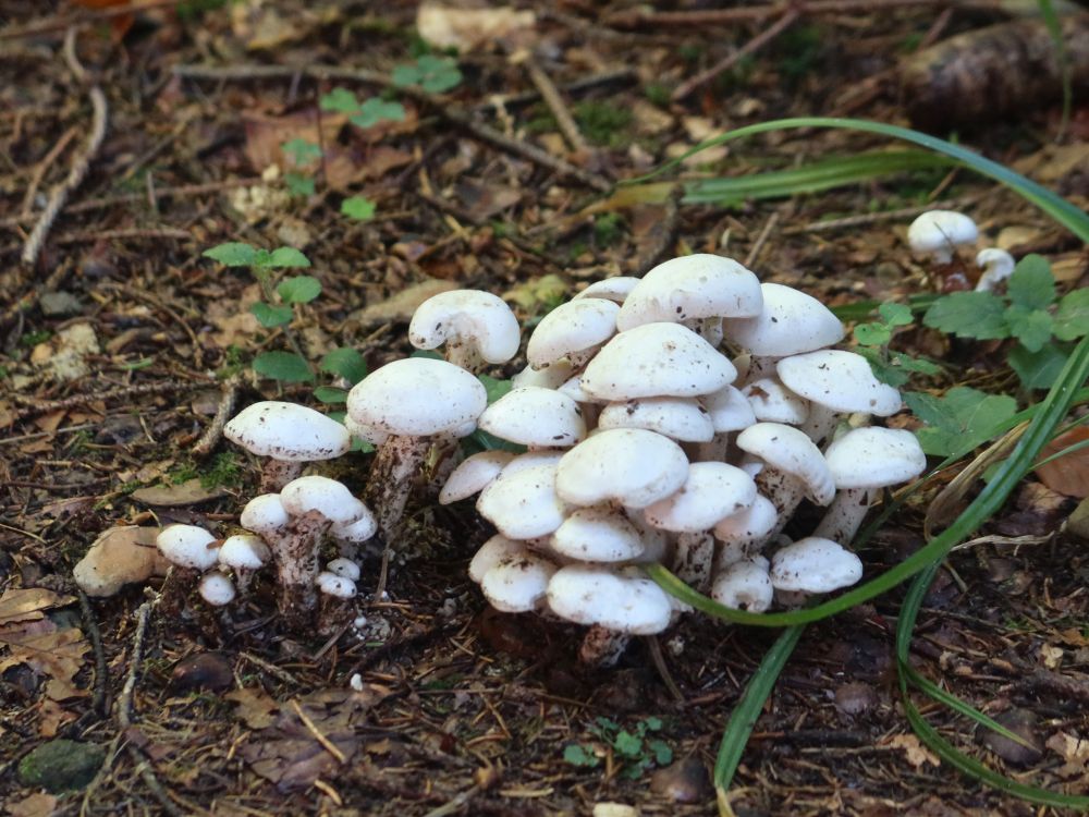 Pilze