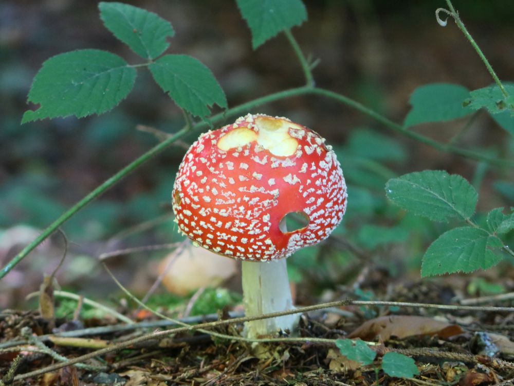 Fliegenpilz