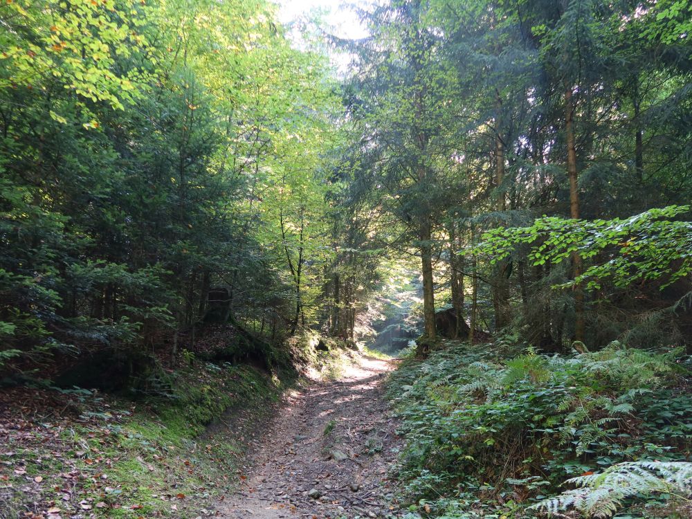Waldweg