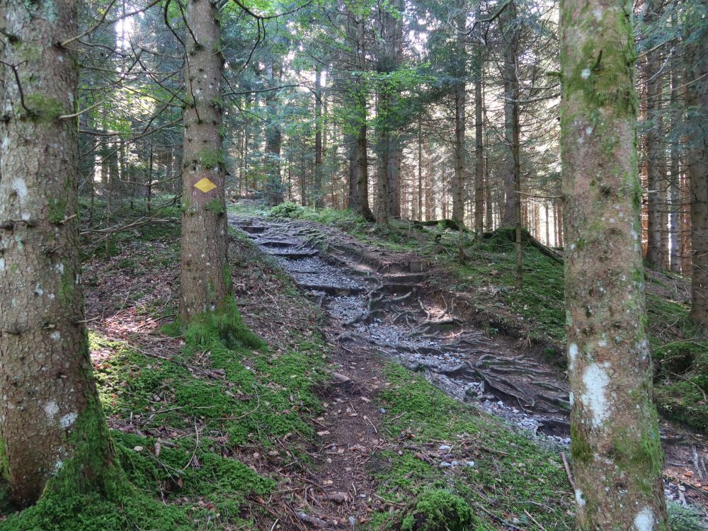 Wurzelpfad
