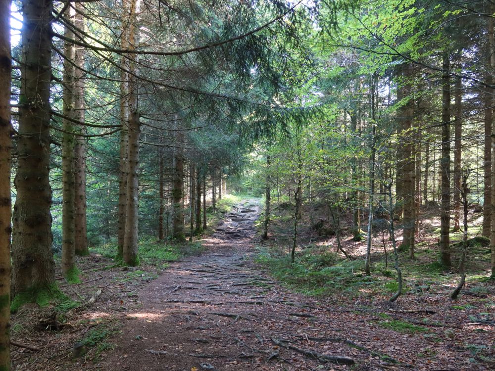 Waldweg