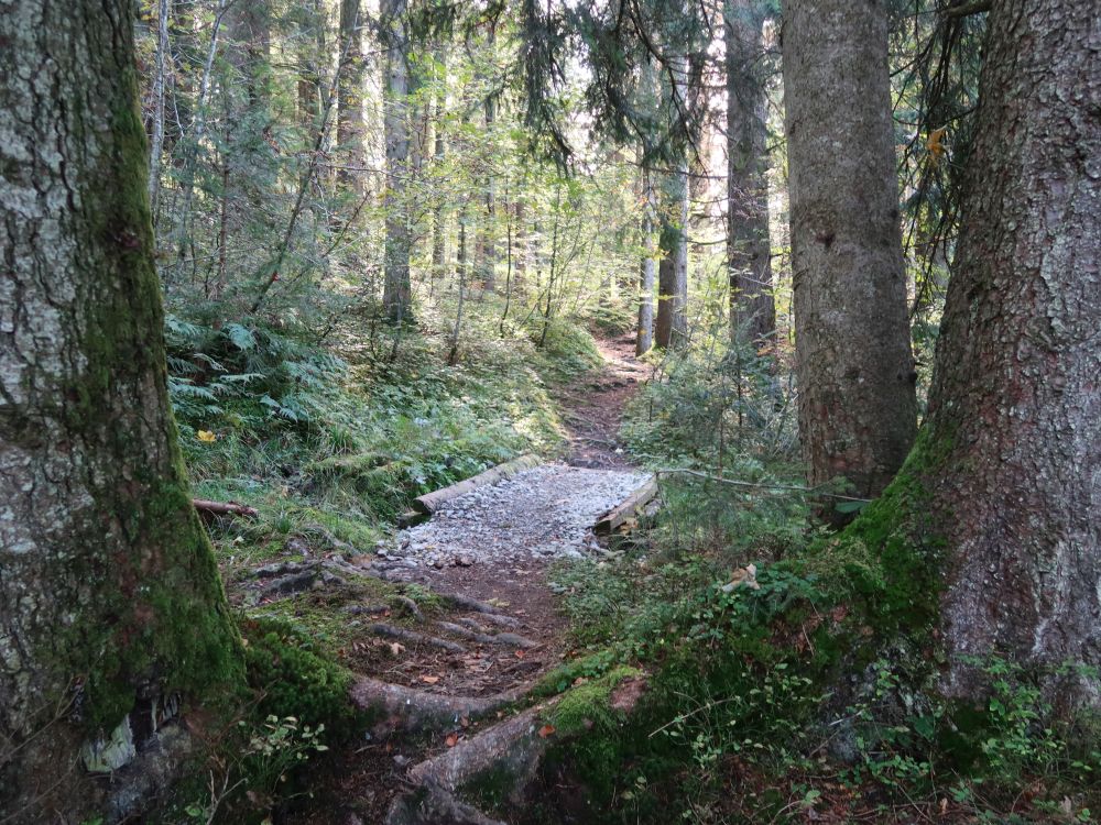 Waldpfad