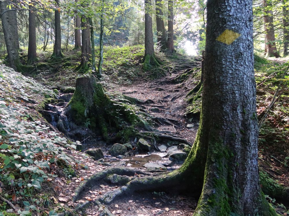 Waldpfad