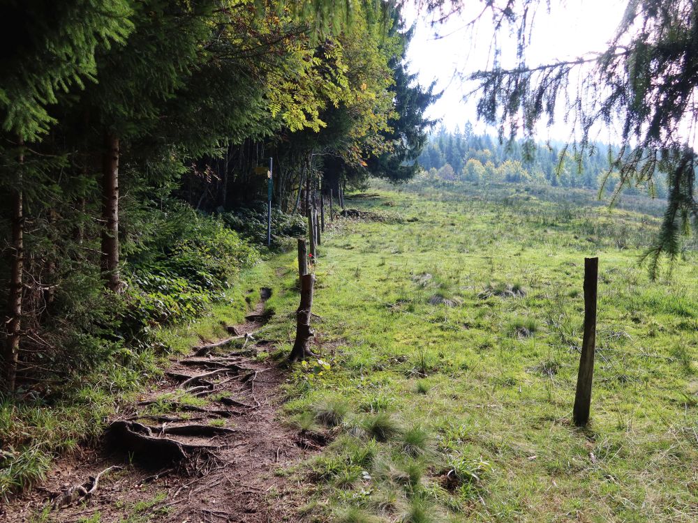 Pfad am Waldrand