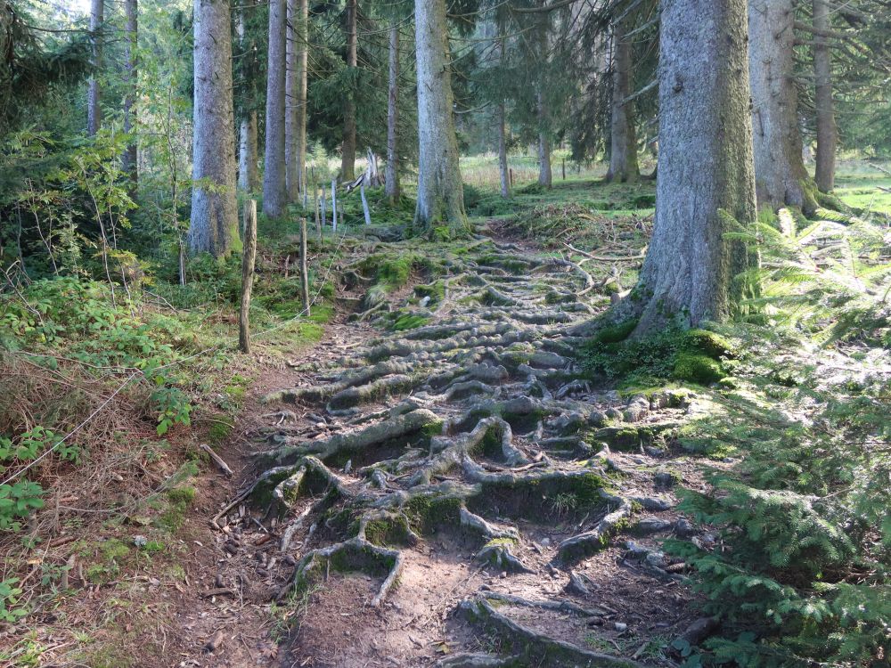 Wurzelpfad