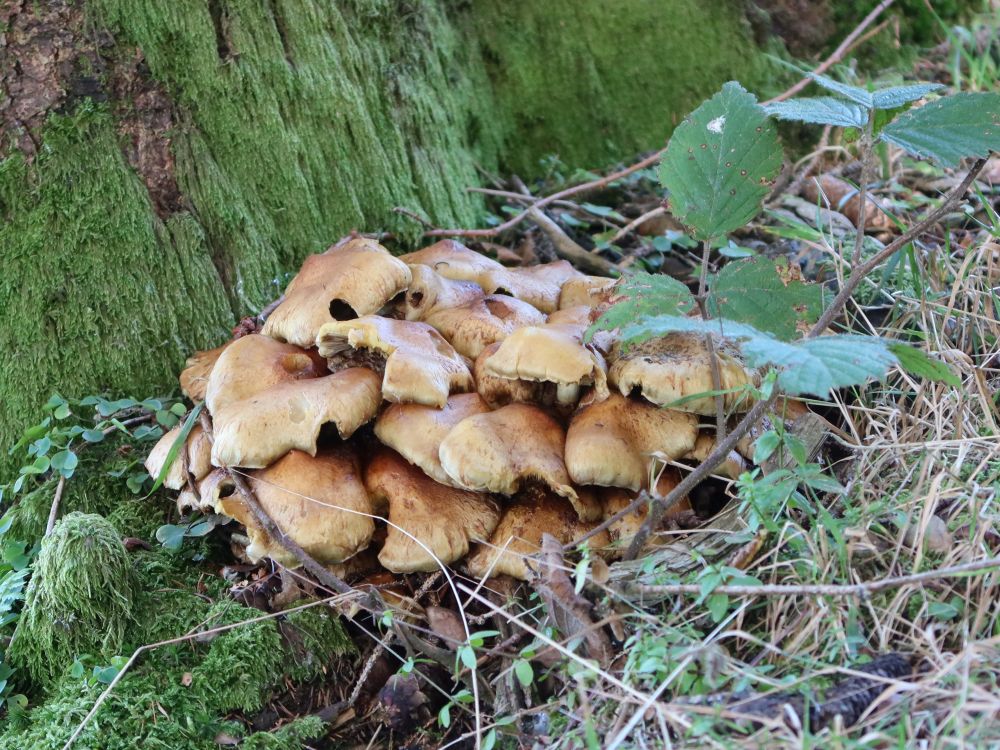 Pilze