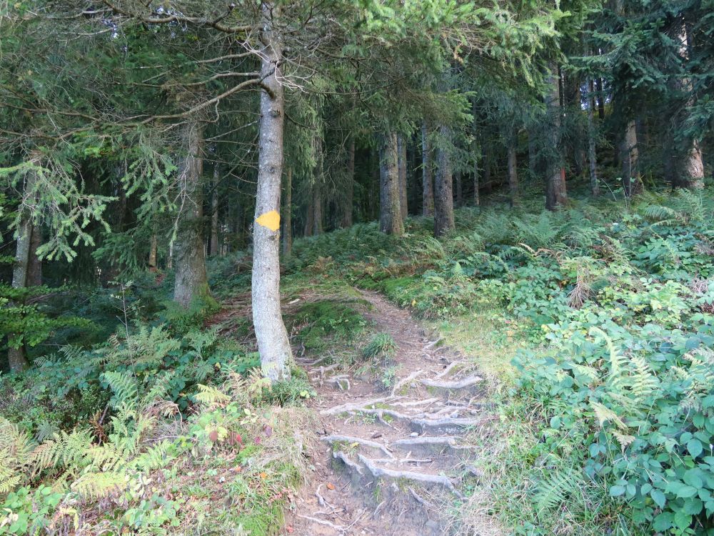 Waldpfad