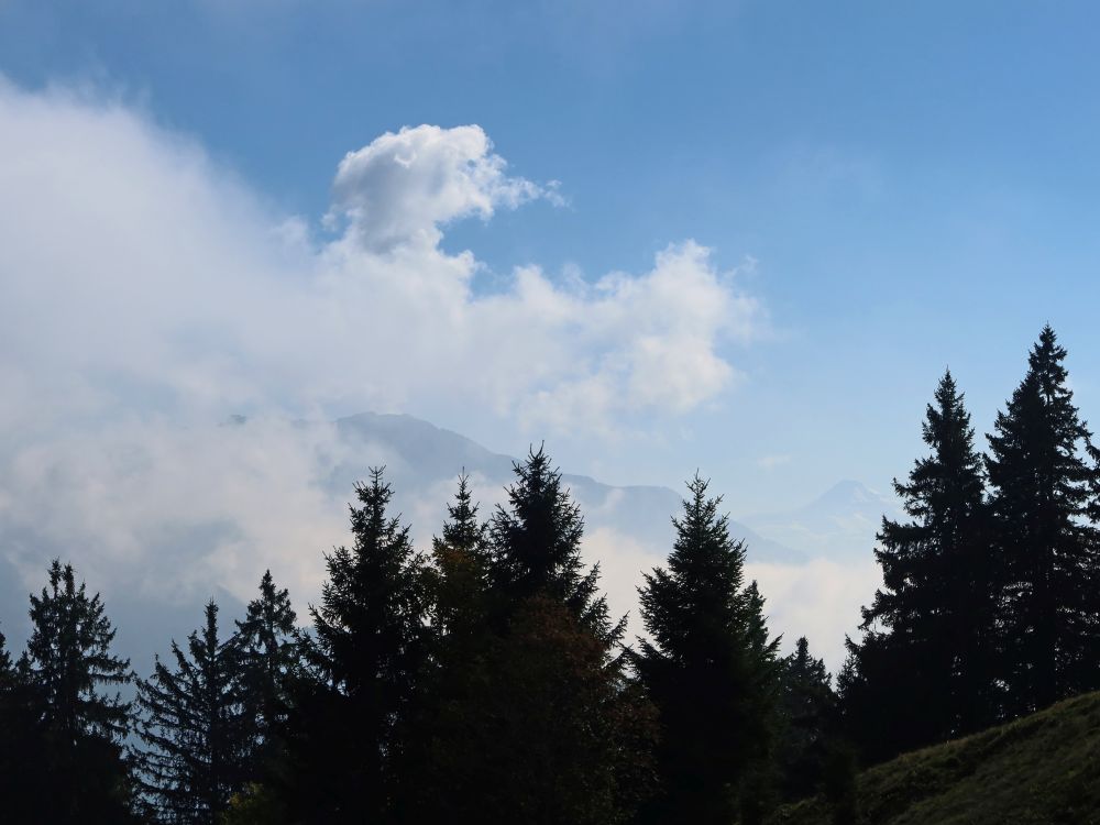 Wolken über den Baumspitzen