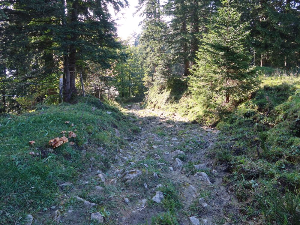 steiniger Pfad