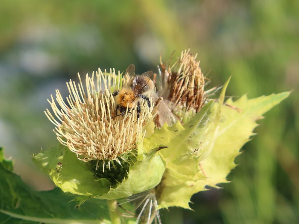 Kohldistel mit Insekt
