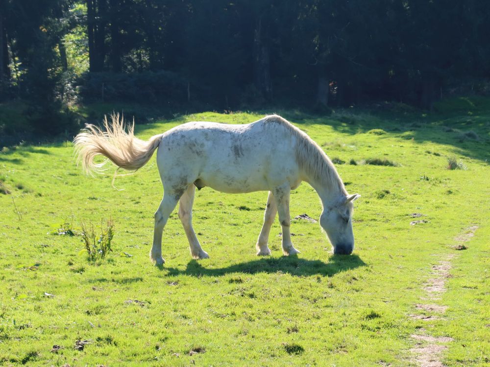 Pferd