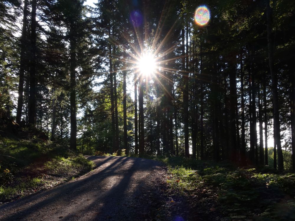 Gegenlicht