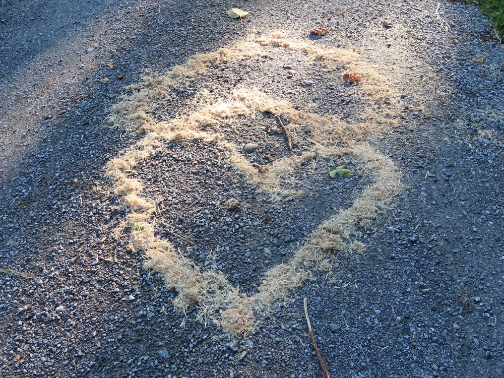 Herzchen auf dem Forstweg