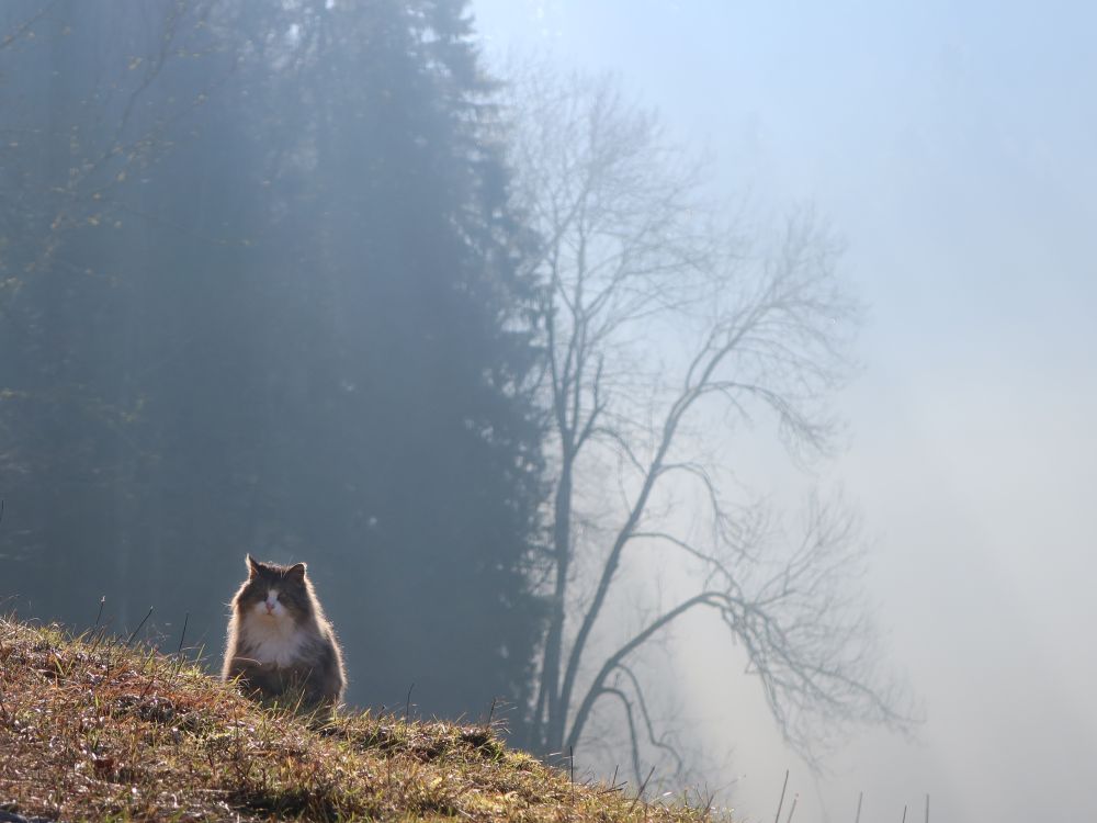 Katze im Nebel