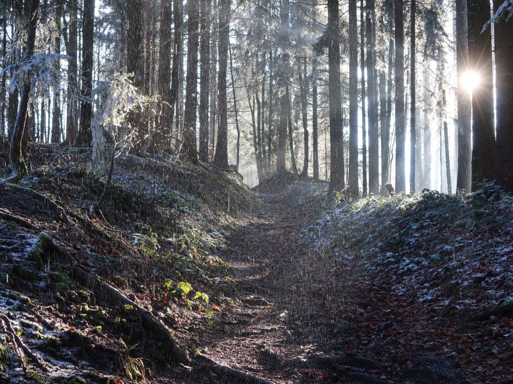 Regen im Gegenlicht