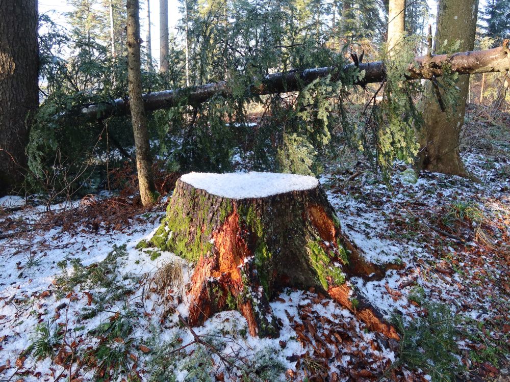 Baumstumpf mit Schneekappe