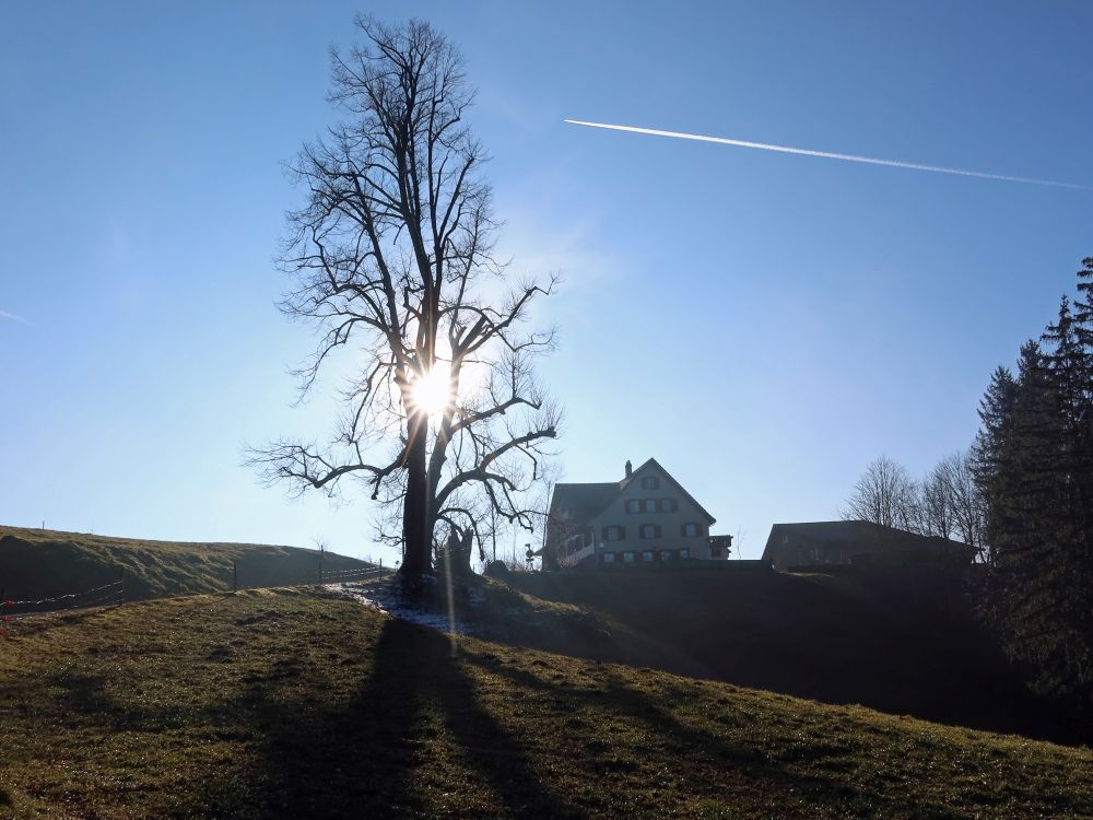 Allenwinden im Gegenlicht