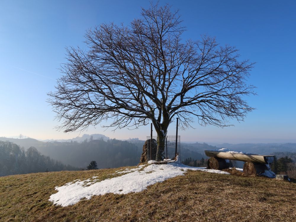 Baum auf dem Alewindebööl