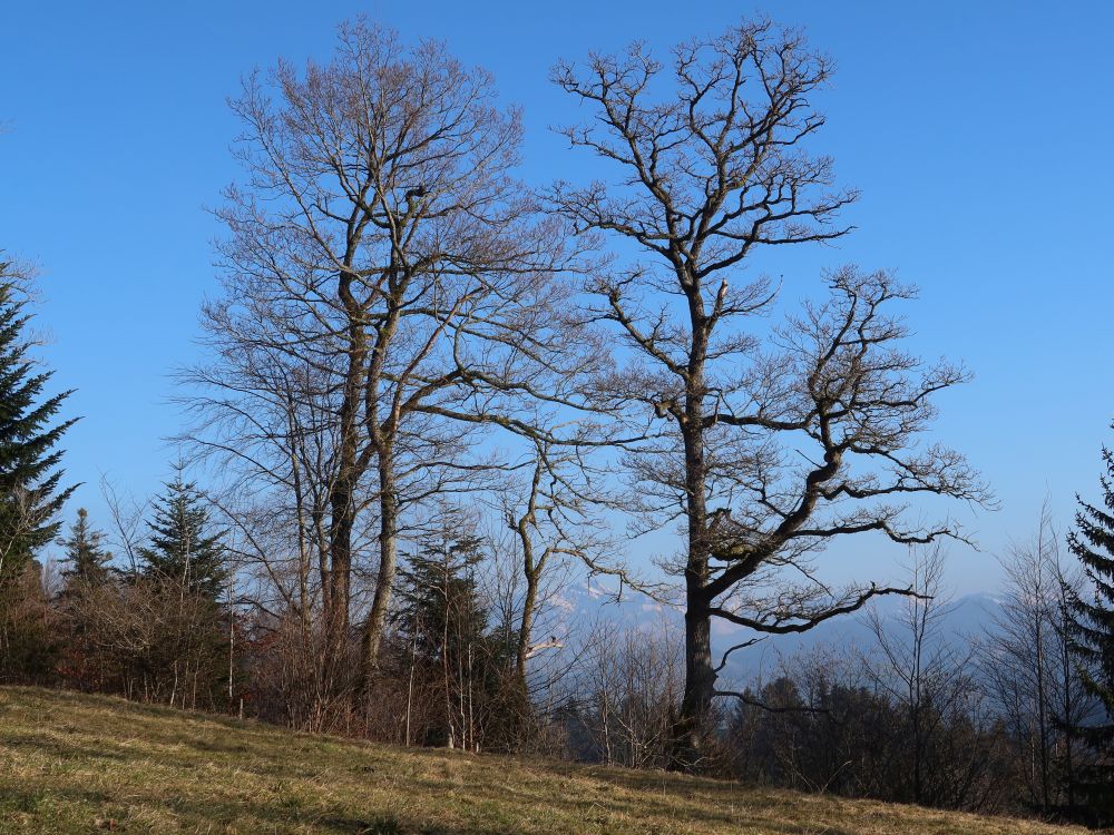 Säntis zwischen den Bäumen