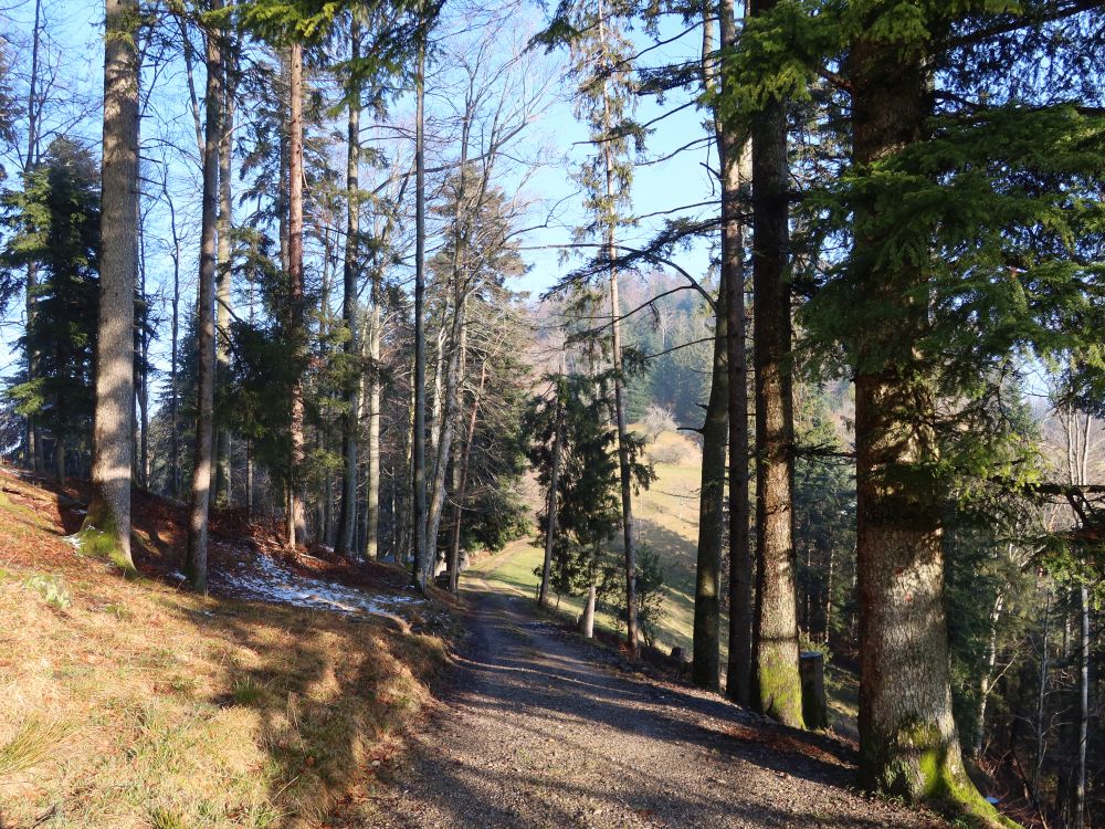 Waldweg