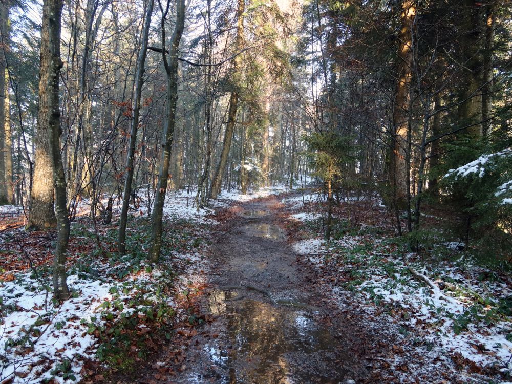 schmutziger Waldpfad