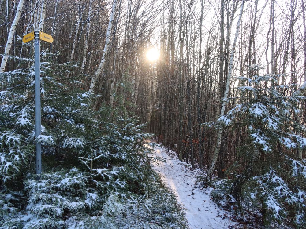 Waldpfad im Gegenlicht