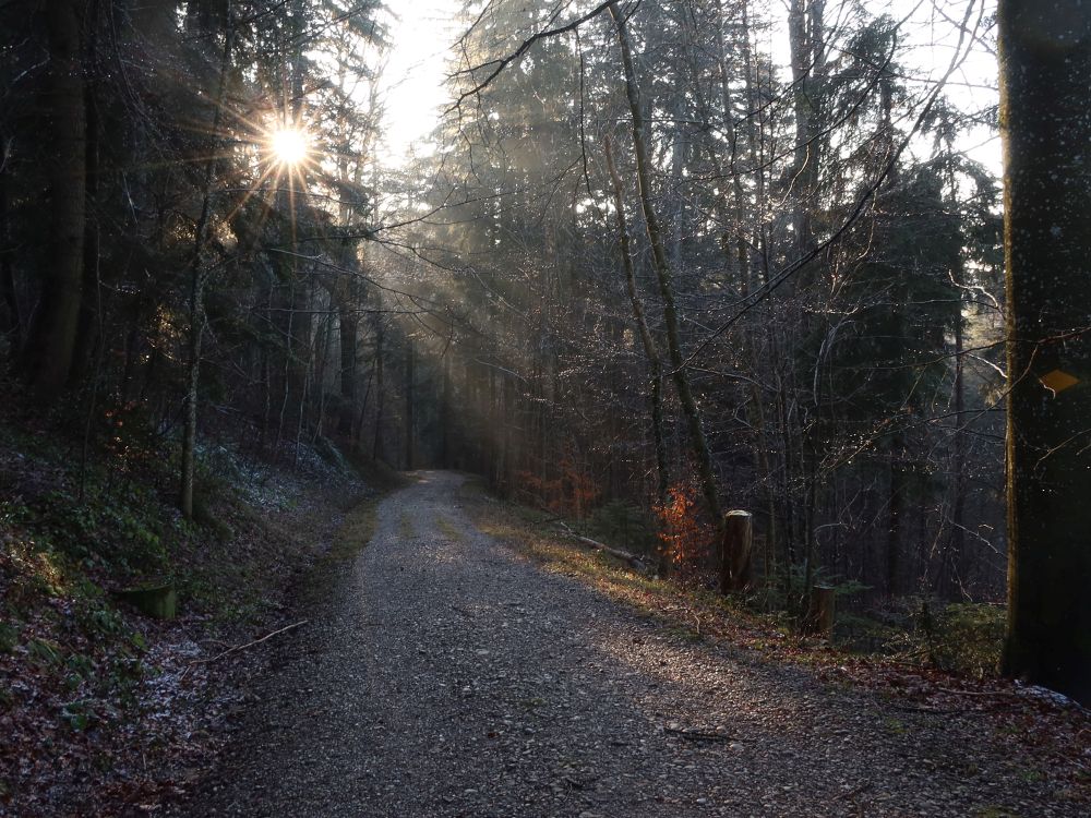 Waldweg im Gegenlicht