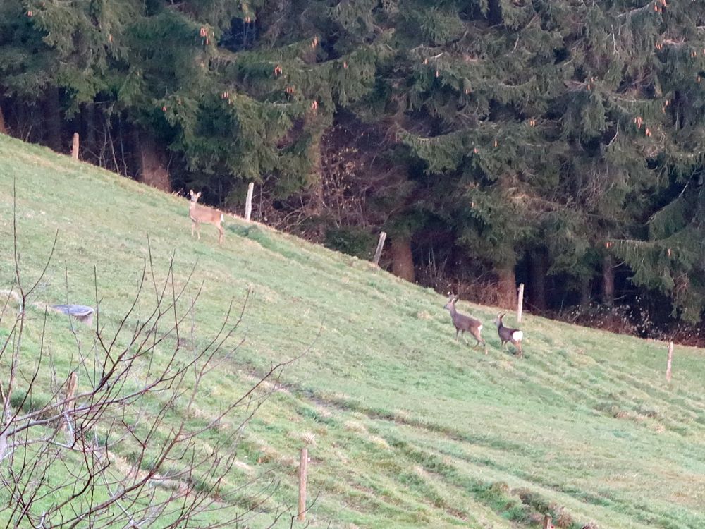 Rehe am Waldrand