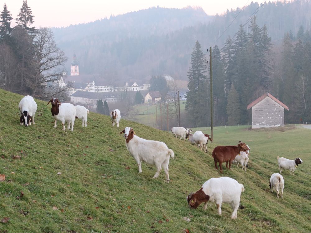 Schafe und Kloster Fischingen