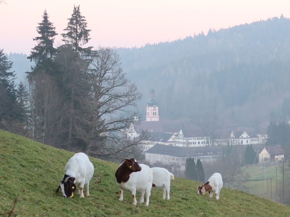 Schafe und Kloster Fischingen