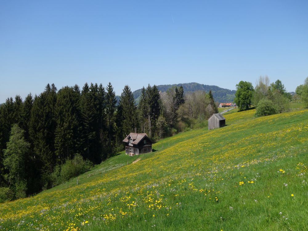 gelbe Wiesen und Wilkethöchi