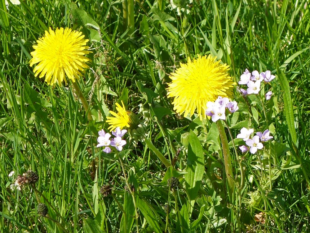 Löwenzahn und Wiesenschaumkraut