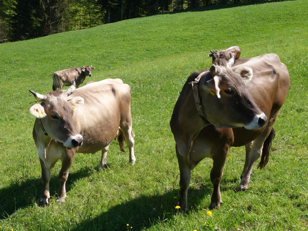 Kühe