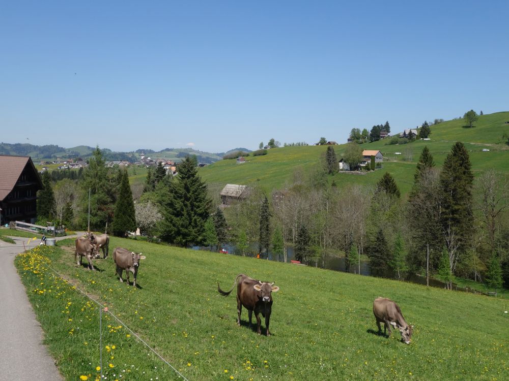 Kühe bei Bad