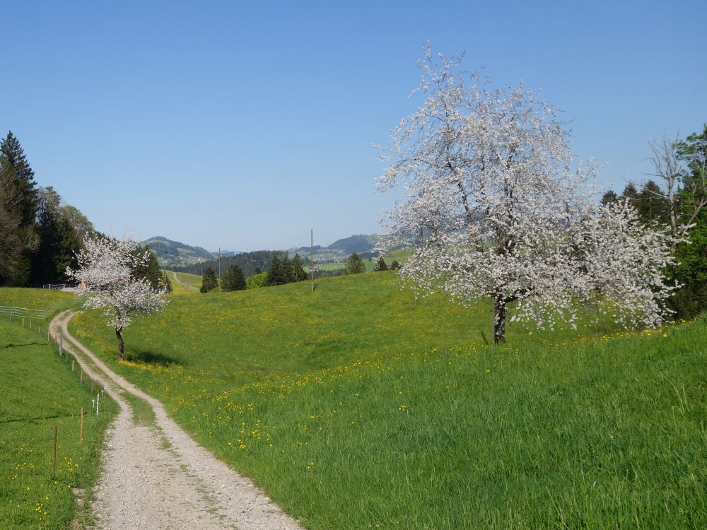 blühende Bäume