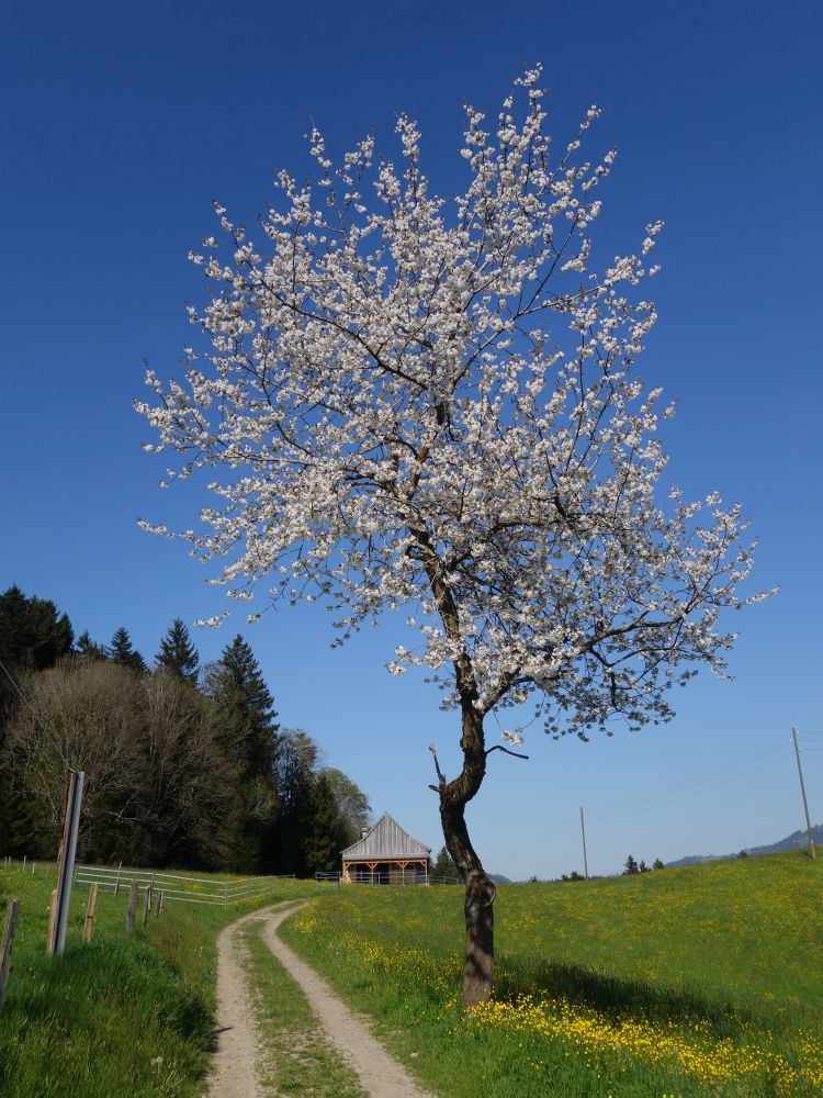 blühender Baum