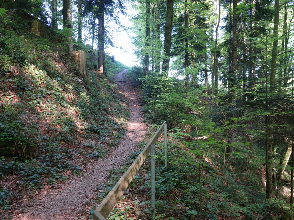 Pfad beim Niderwilbach
