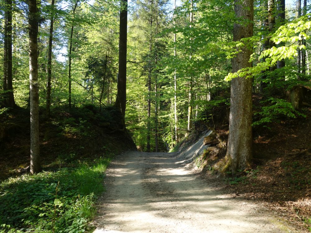 Waldweg im Schlifetobel
