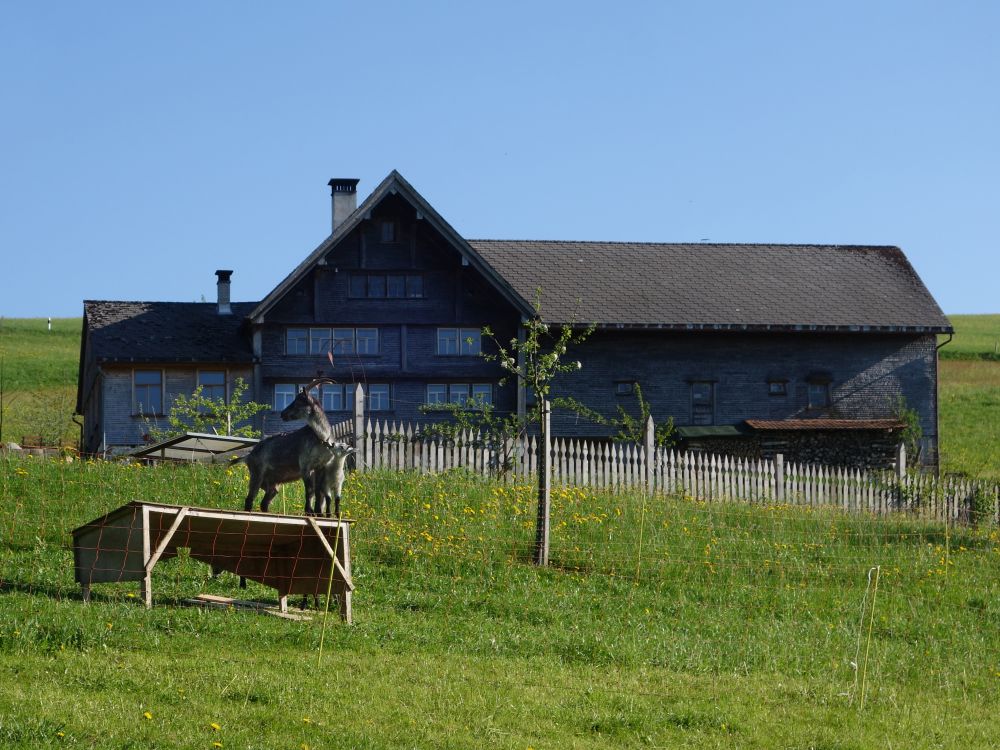 Haus mit Ziegen