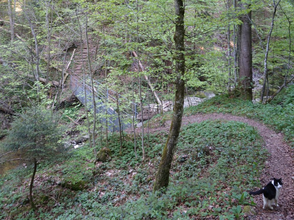Katze im Rohrbachtobel