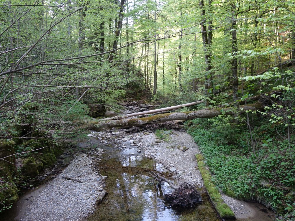 Rohrbach
