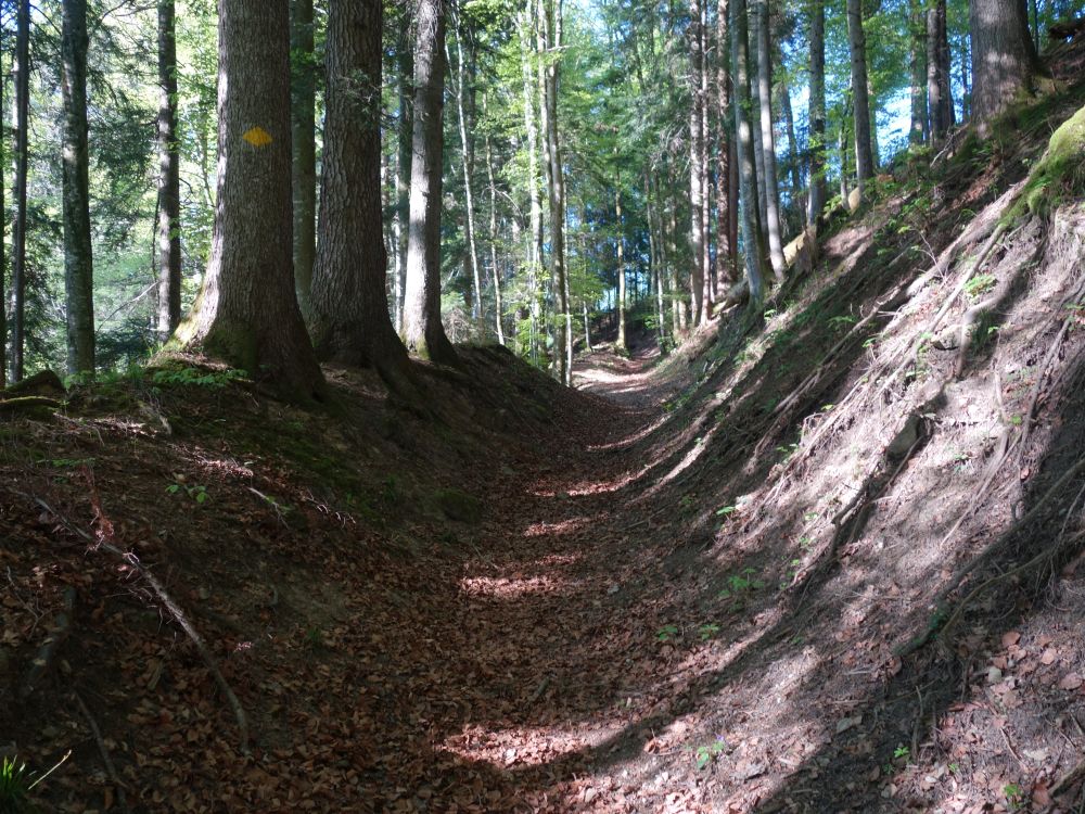 Hohlweg oberhalb Rohrbach