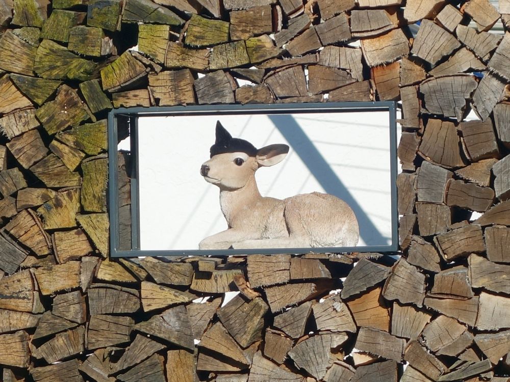 Rehkitz im Brennholzfenster