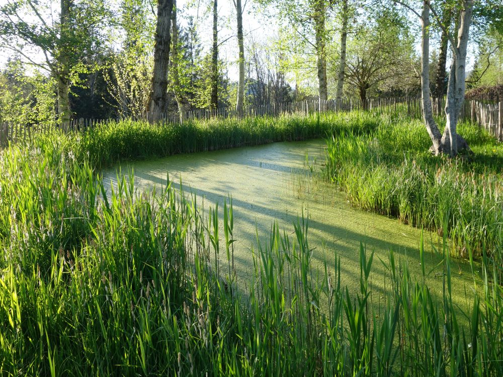 Teich im Obstgarten